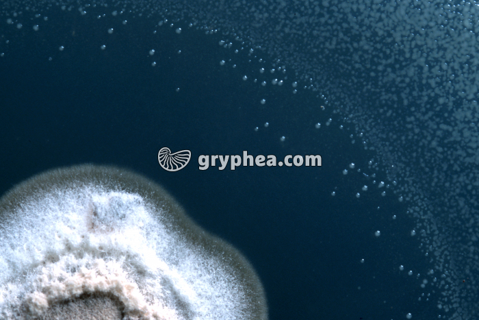 Expérience de Fleming (détail de la culture) - gryphea.com